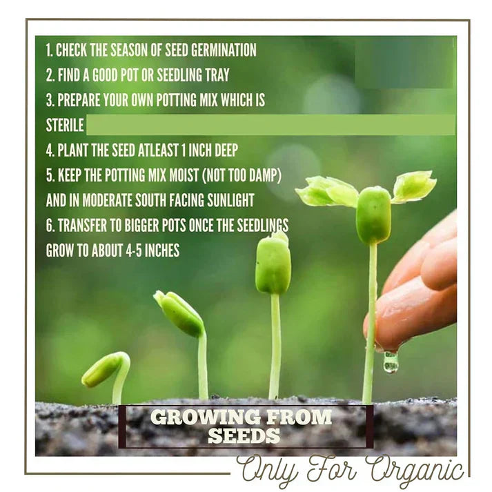 Premium Flower seeds