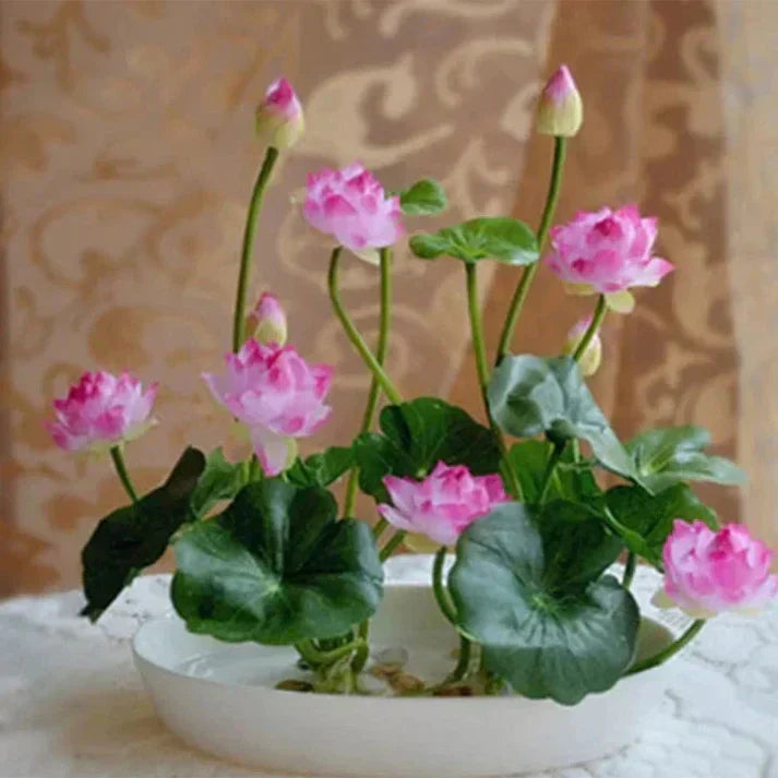 Premium Flower seeds
